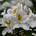 Rhododendron ...