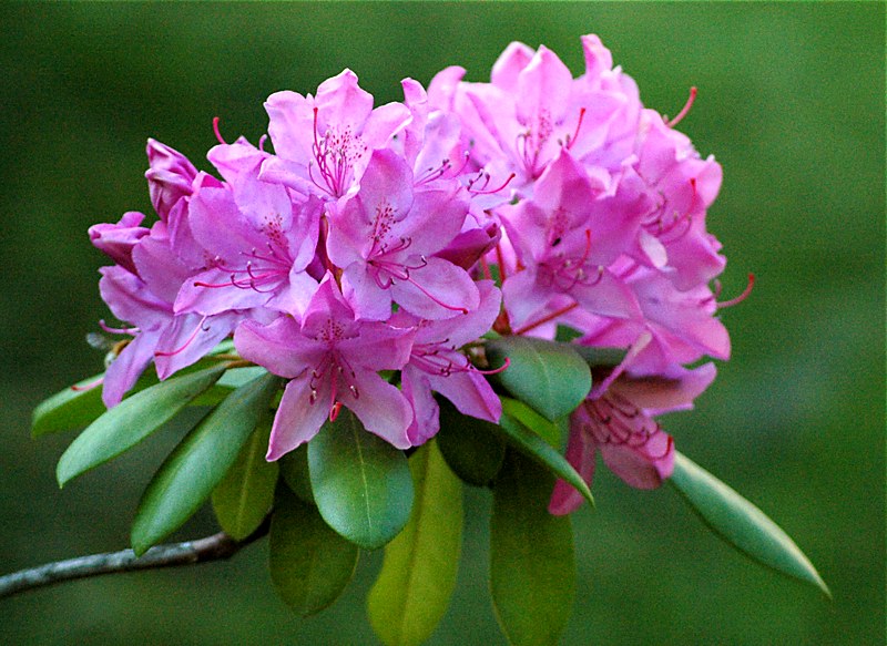 Rhododendron