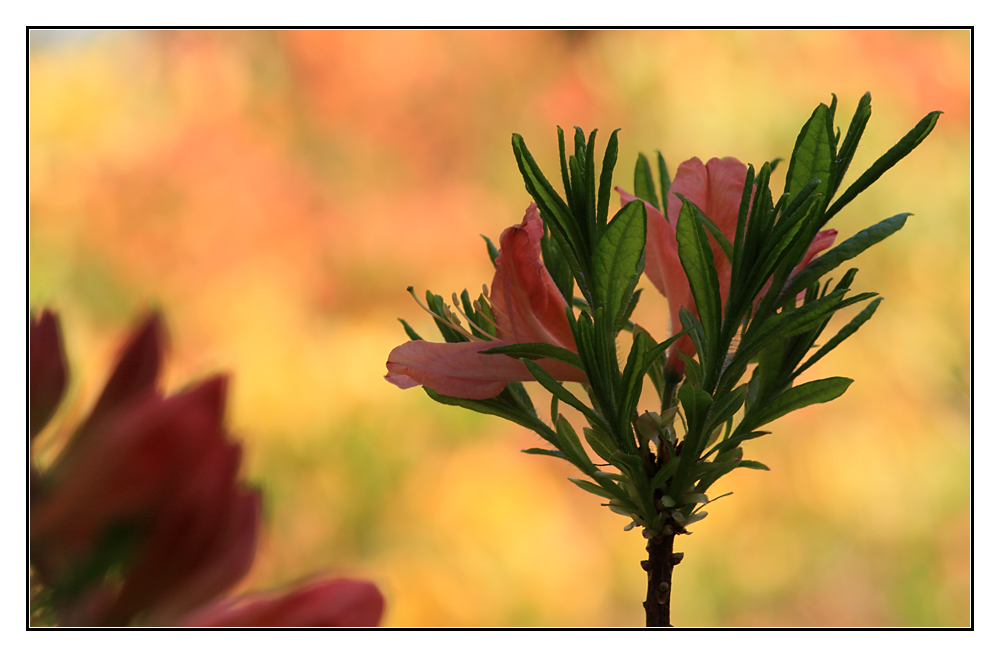 Rhododendron