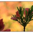 Rhododendron