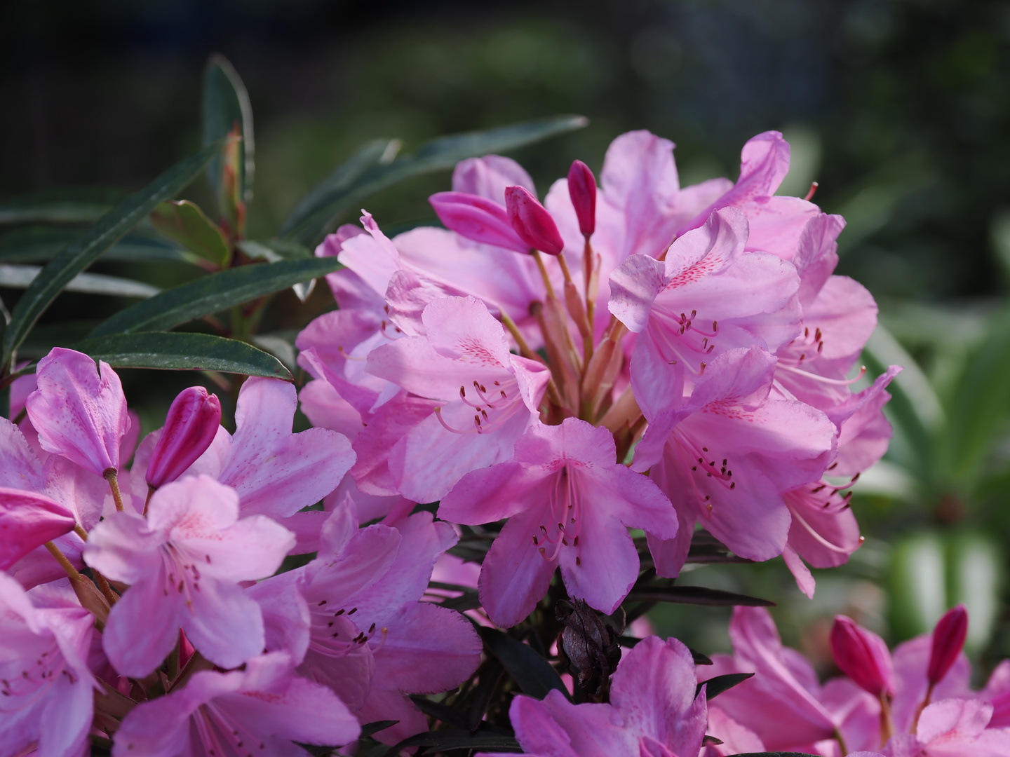 Rhododendron