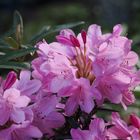 Rhododendron