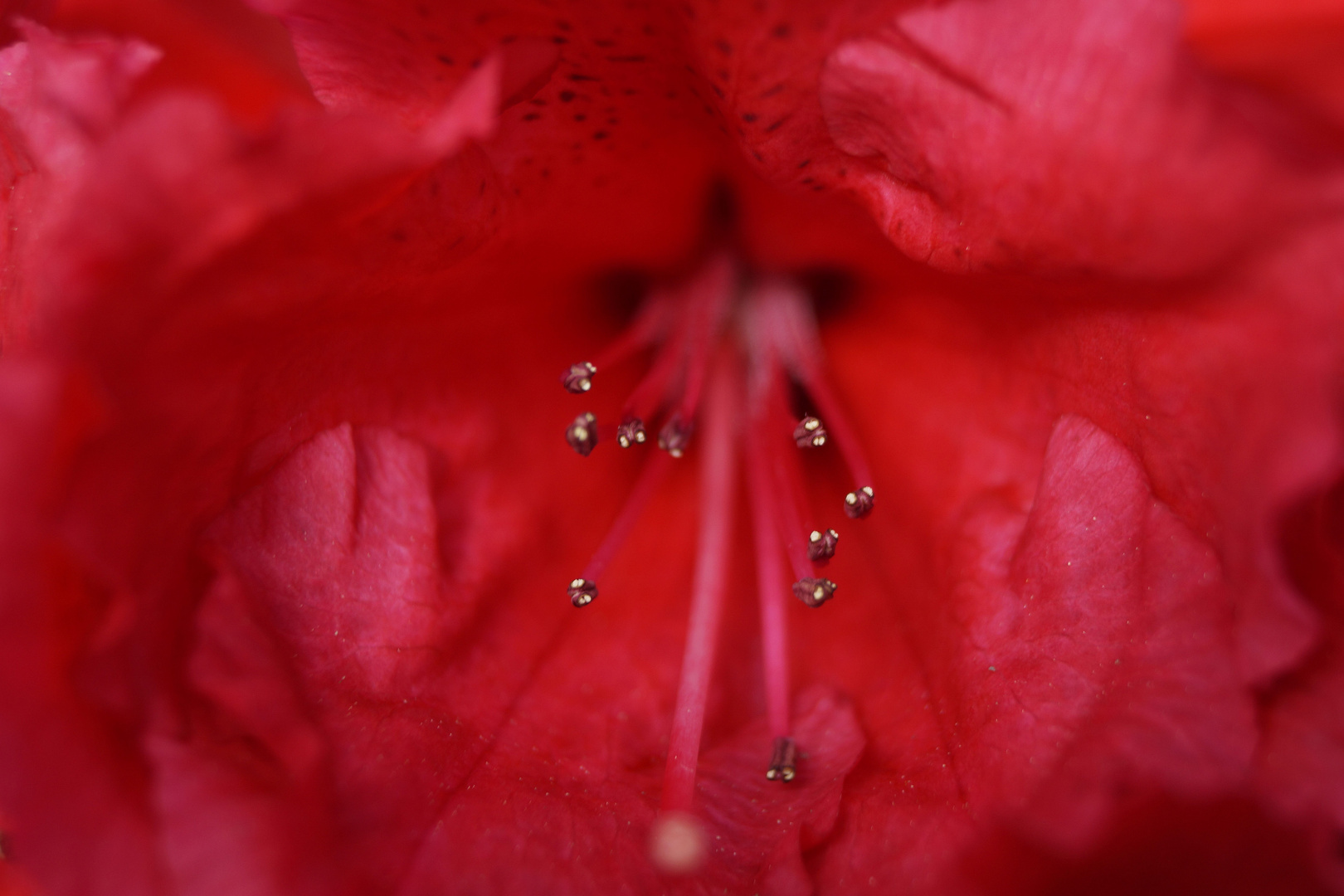 Rhododendron