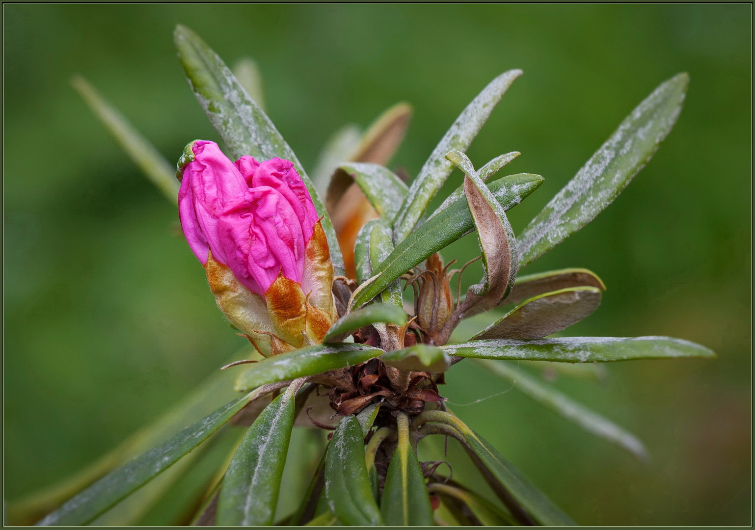 Rhododendron