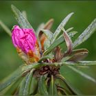 Rhododendron