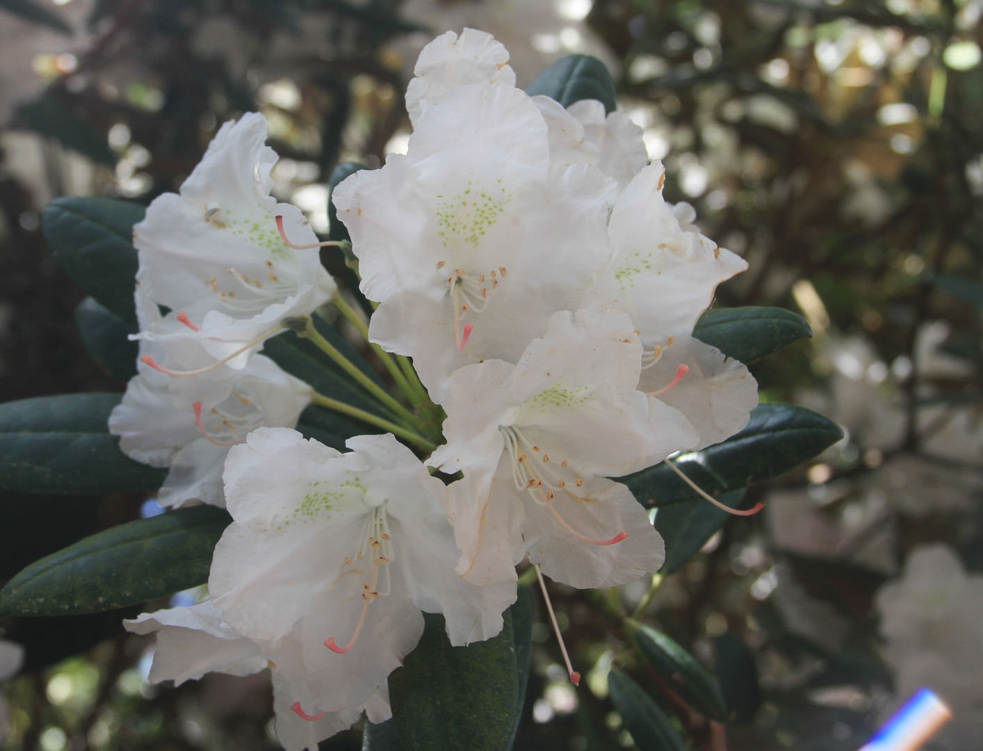 Rhododendron