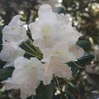 Rhododendron