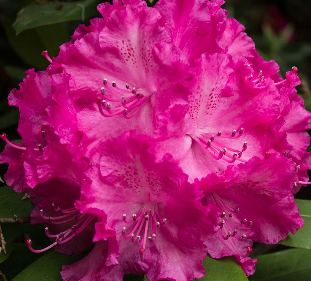 Rhododendron