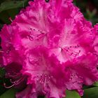 Rhododendron