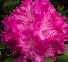 Rhododendron