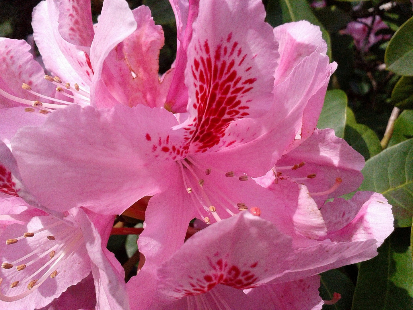 Rhododendron