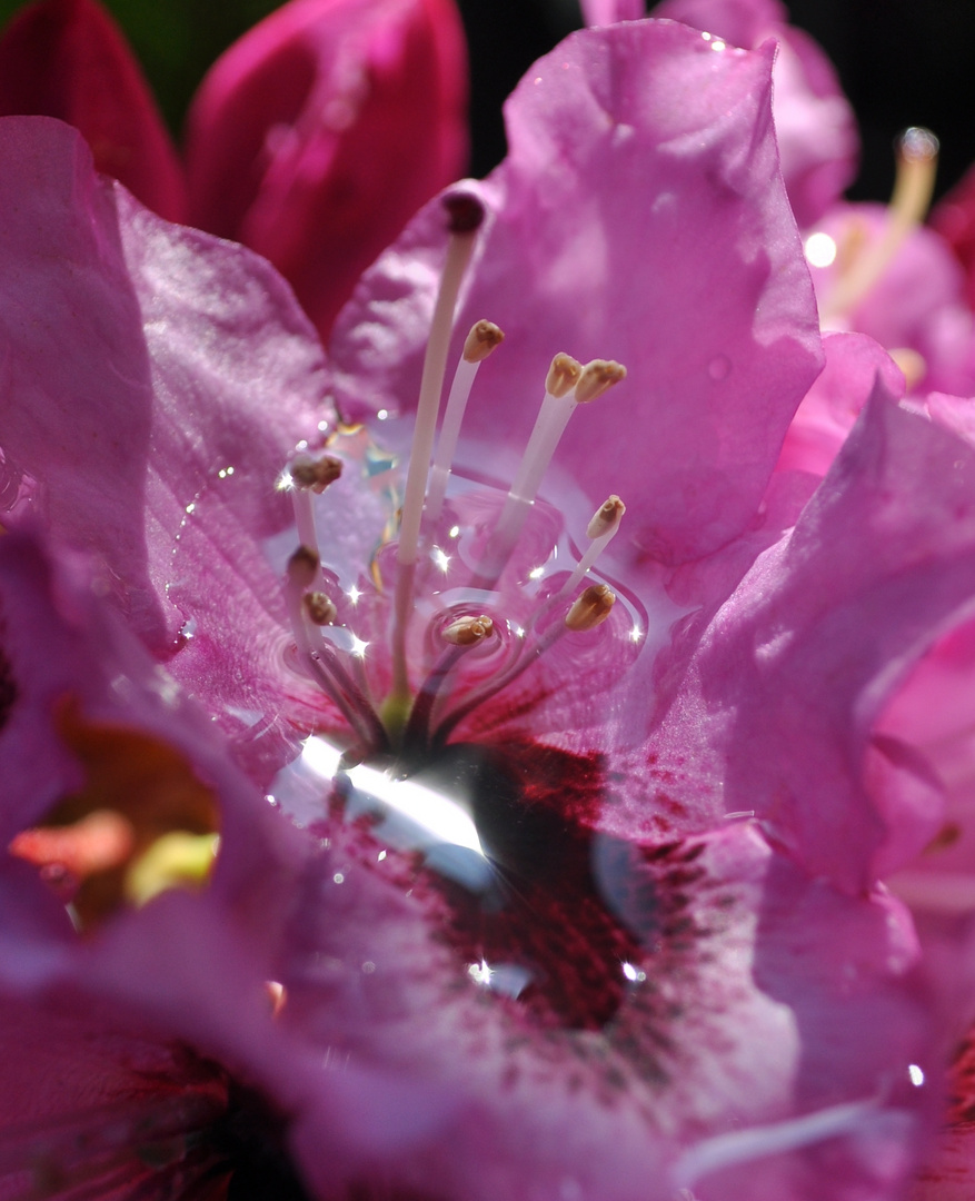 Rhododendron