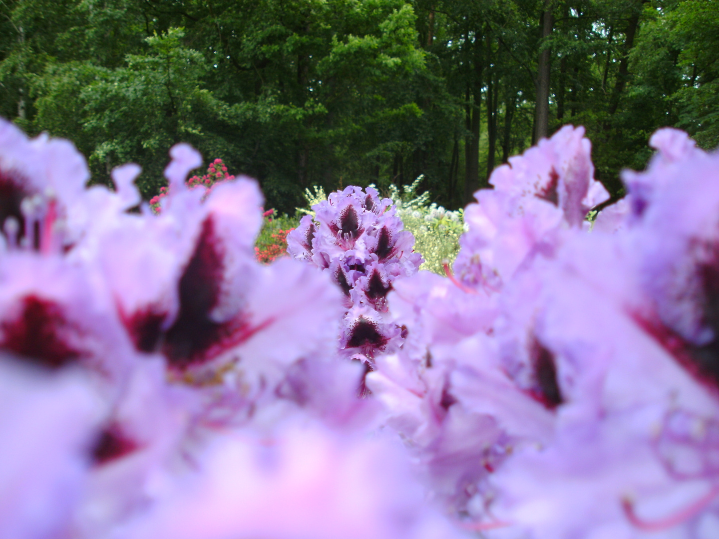 Rhododendron