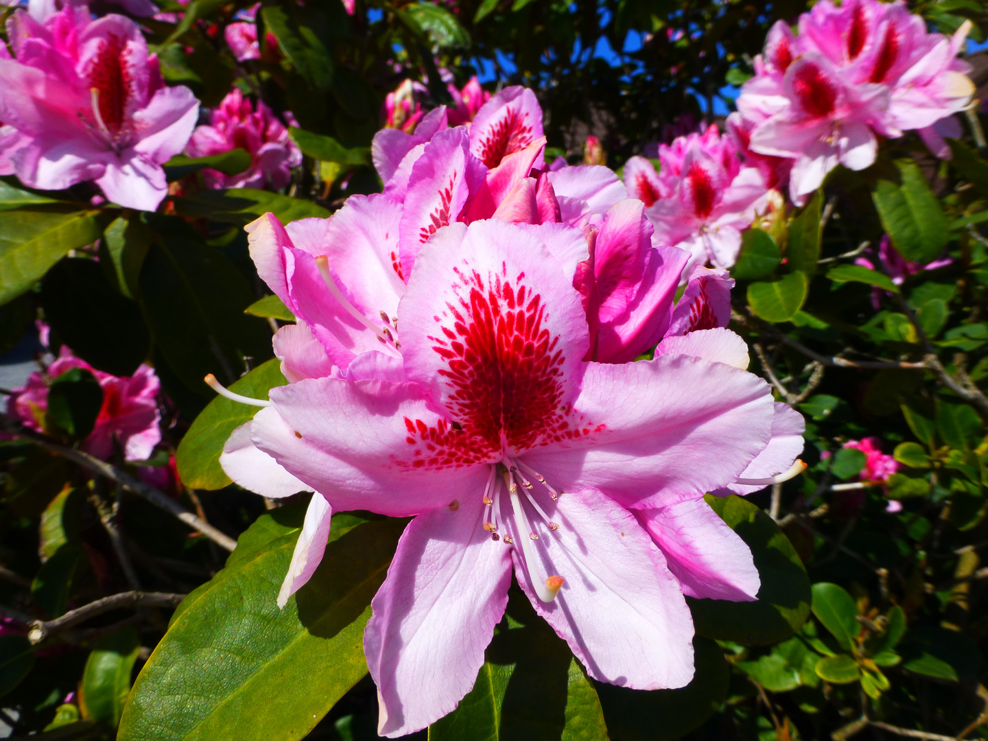 Rhododendron