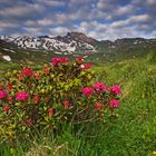 Rhododendron