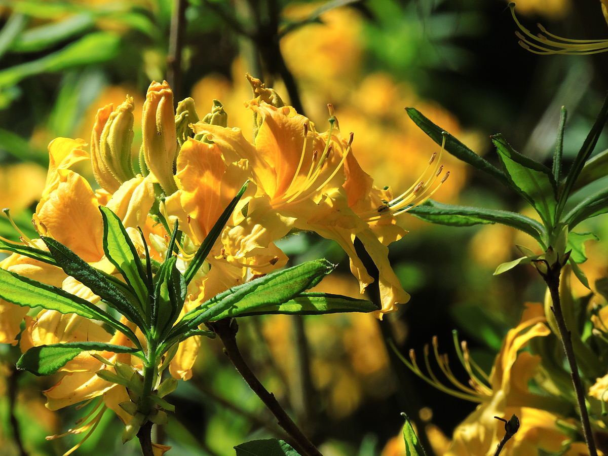 Rhododendron