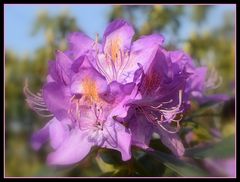 rhododendron