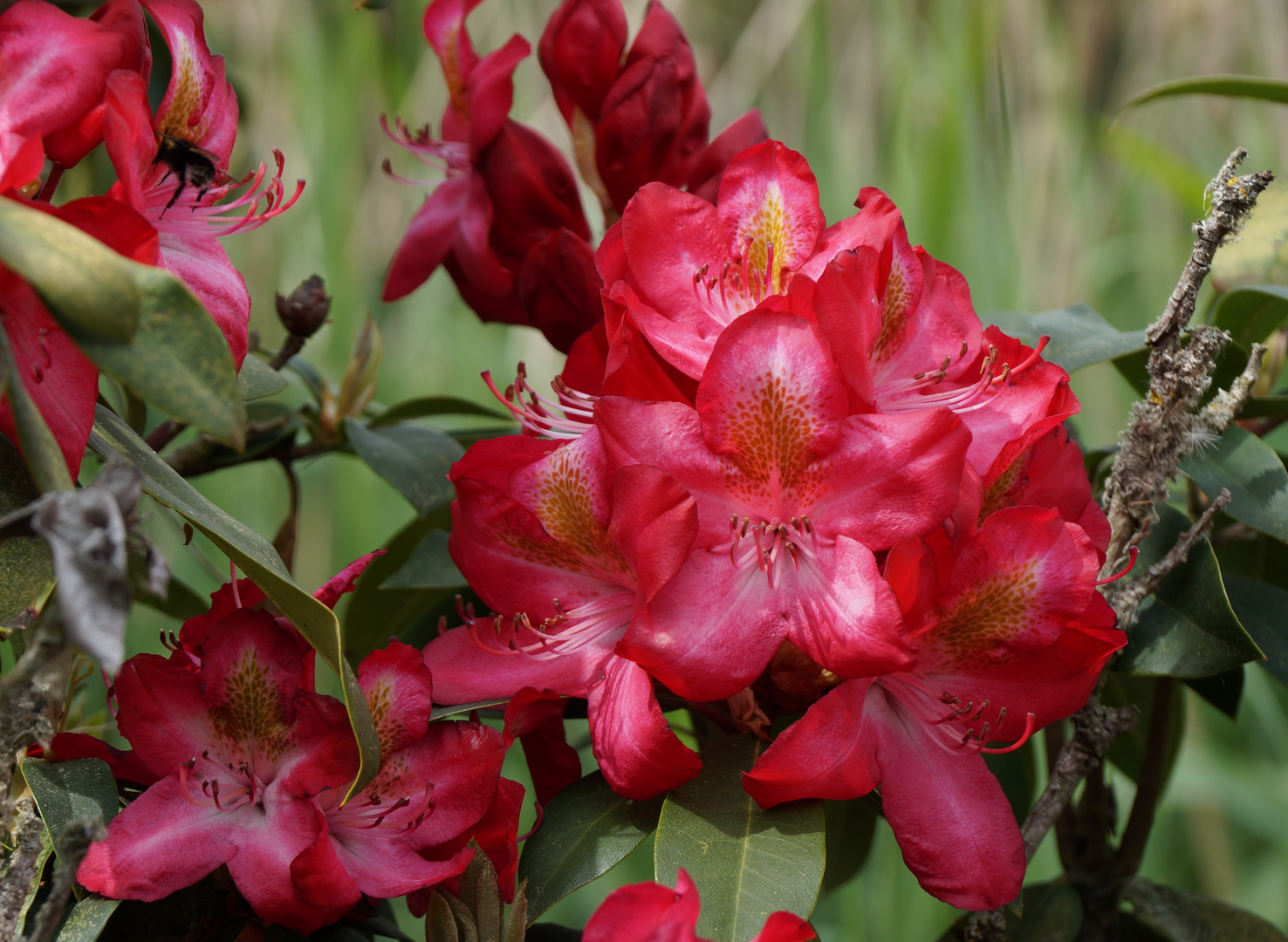 Rhododendron...