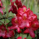 Rhododendron...