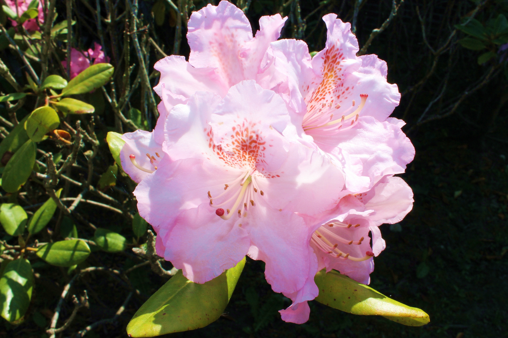 Rhododendron