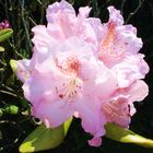 Rhododendron