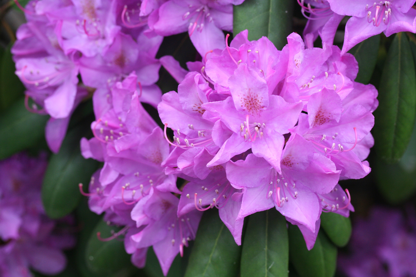 rhododendron