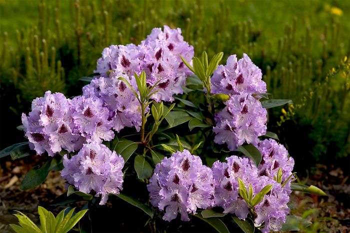 Rhododendron