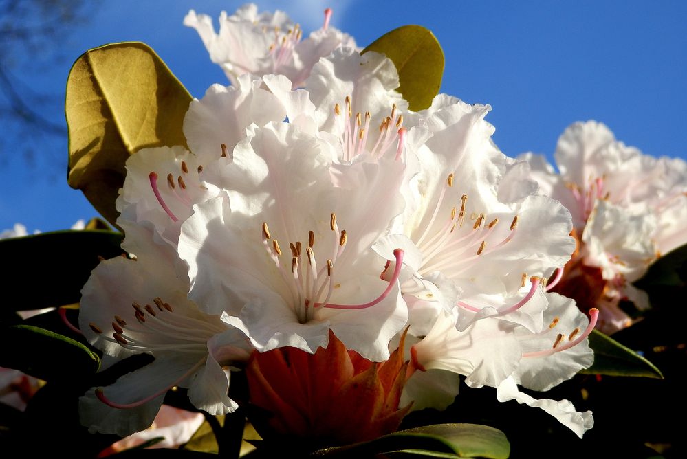 Rhododendron