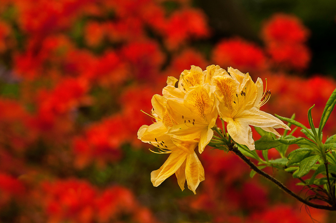 Rhododendron