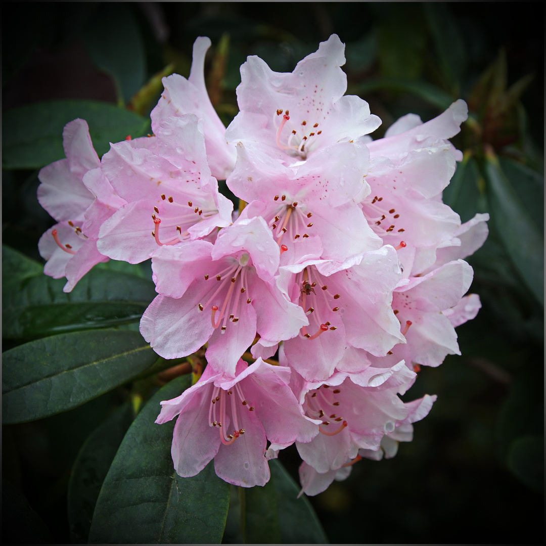 Rhododendron