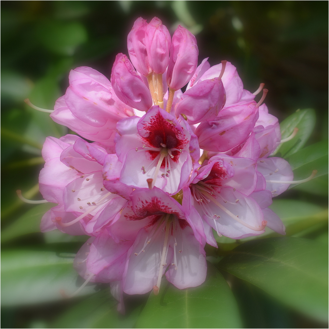 rhododendron