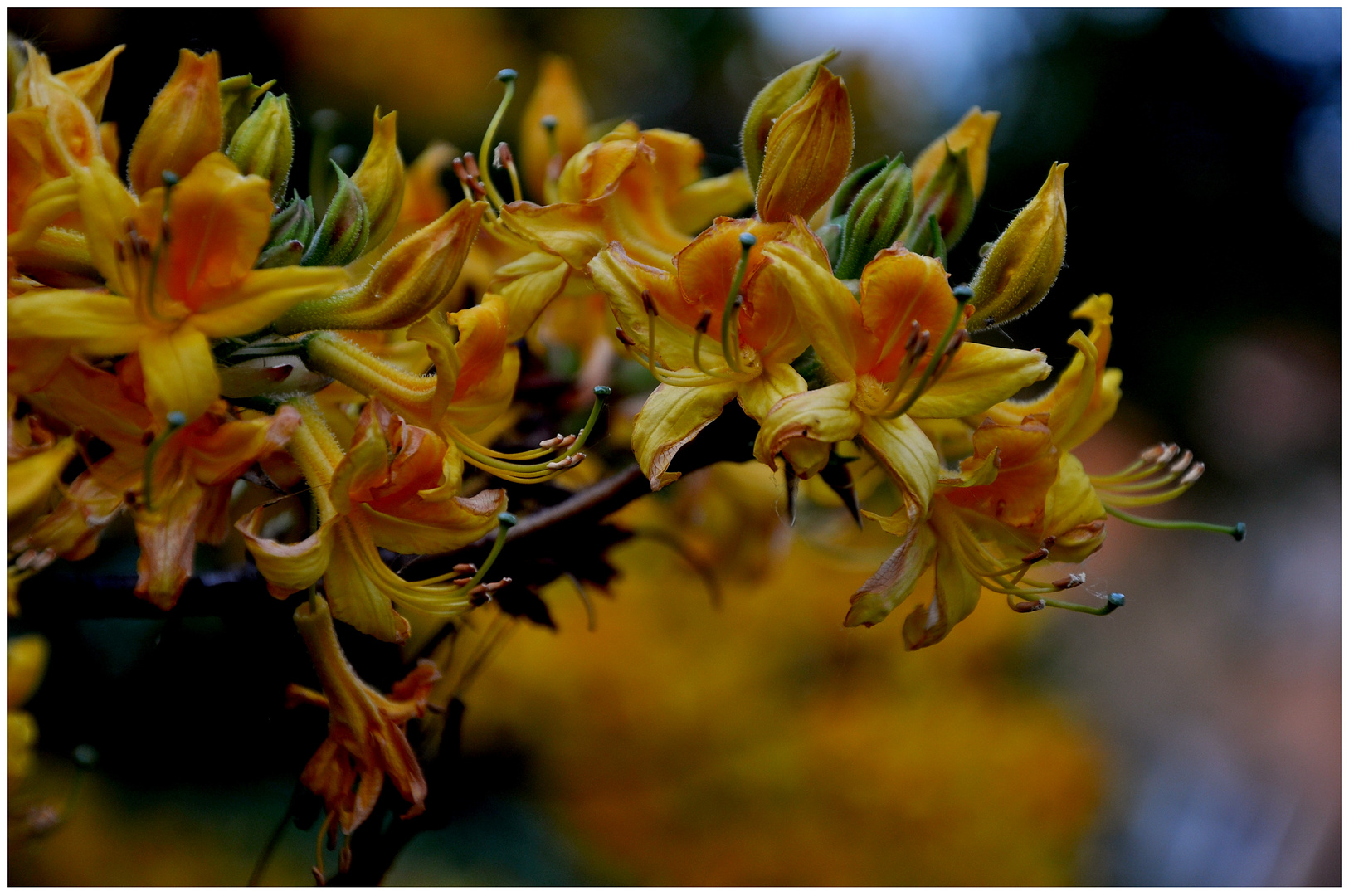 Rhododendron.