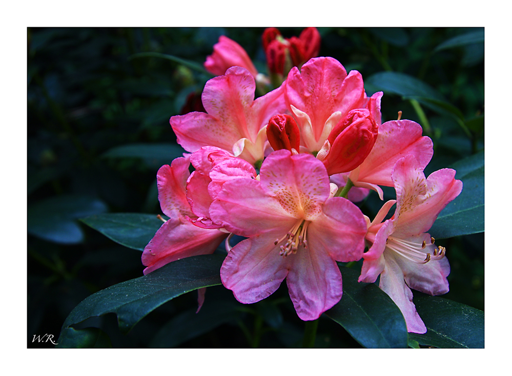 Rhododendron.....