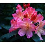 Rhododendron.....