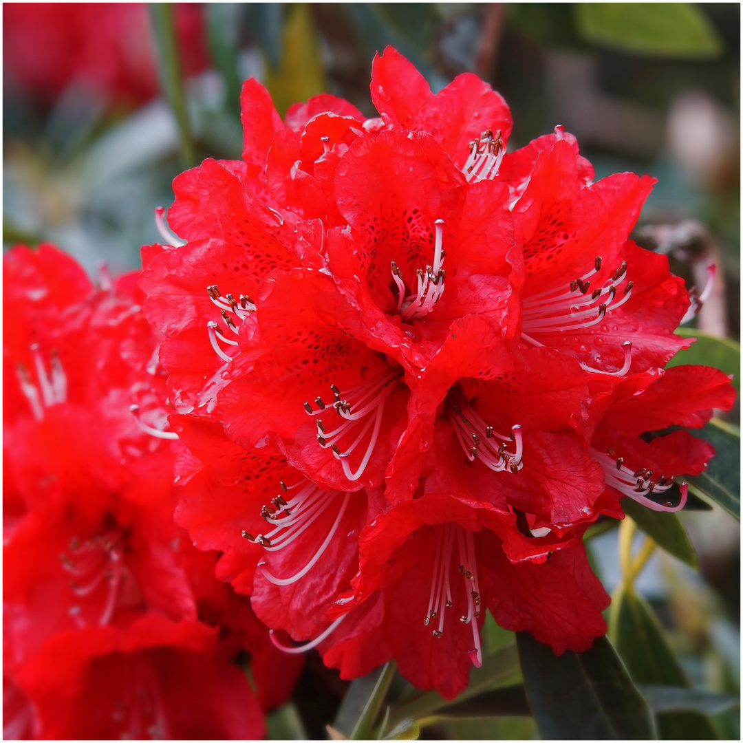 Rhododendron