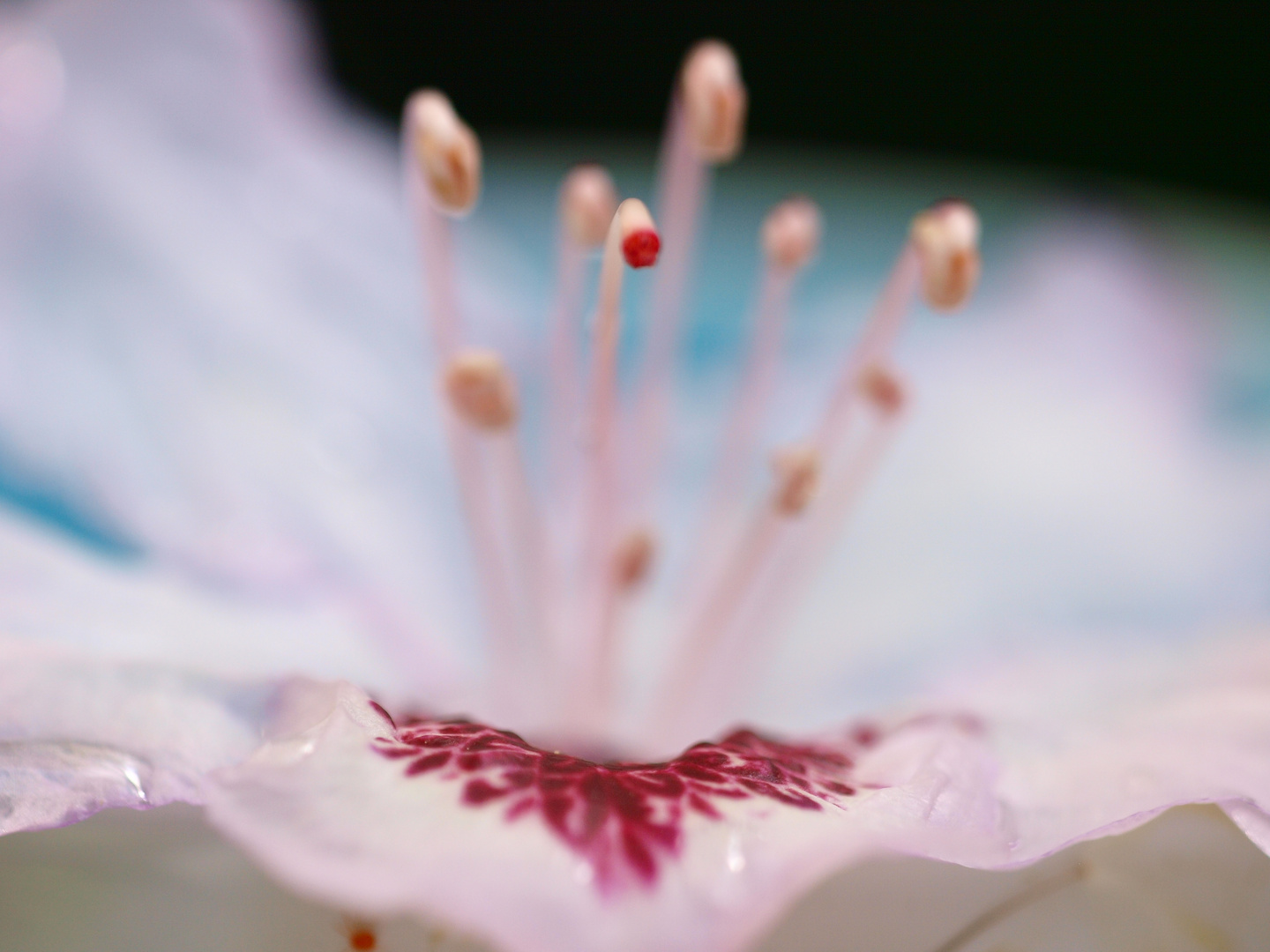 Rhododendron