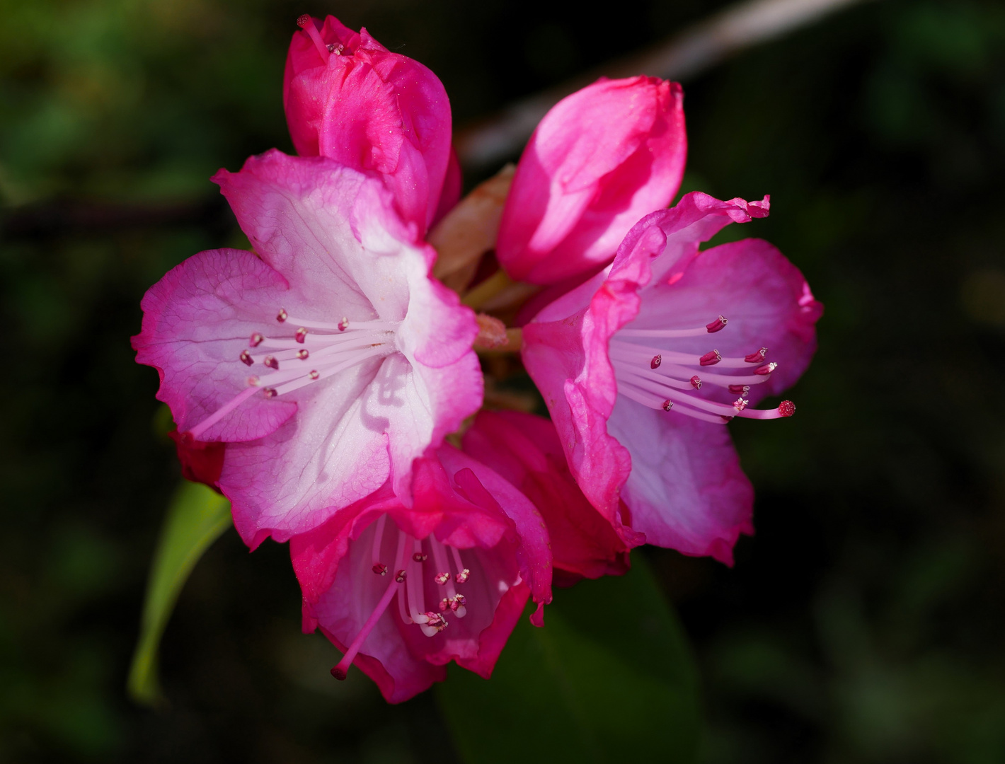 Rhododendron