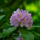 Rhododendron