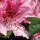 Rhododendron