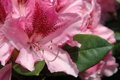 Rhododendron