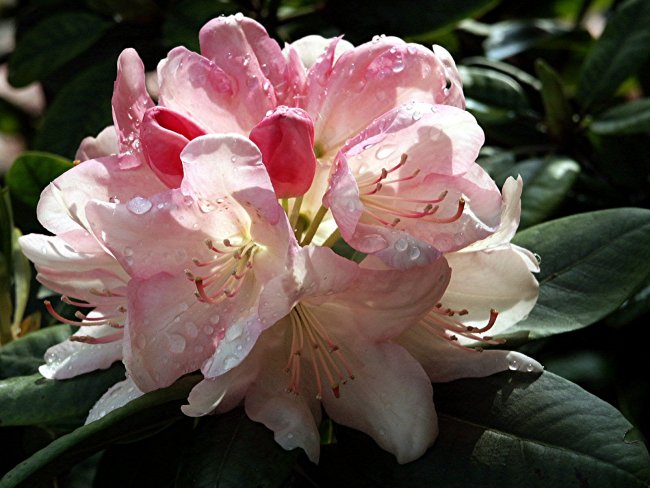 Rhododendron am frühen Morgen