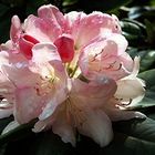 Rhododendron am frühen Morgen