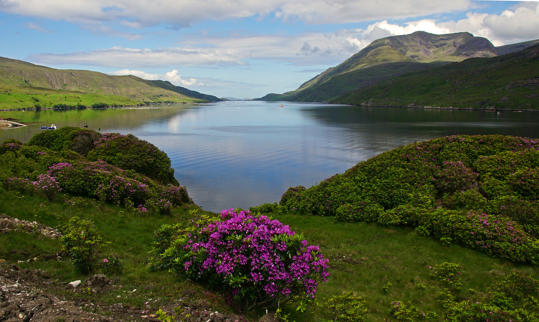 Rhododendron am Killary Fjord