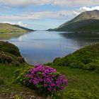 Rhododendron am Killary Fjord