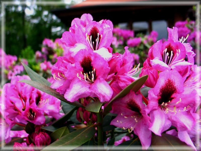 Rhododendron am Nepaltempel