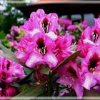 Rhododendron am Nepaltempel