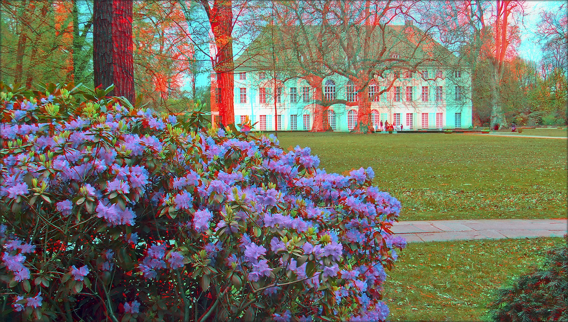 Rhododendron am Schloss (3D Ana)