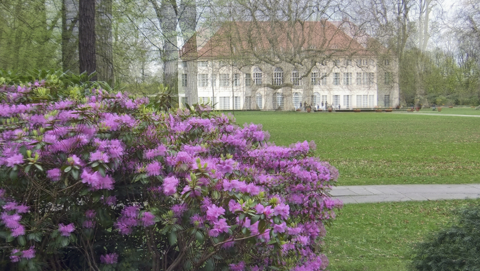 Rhododendron am Schloss (3D Pol)