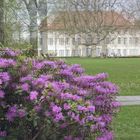 Rhododendron am Schloss (3D Pol)