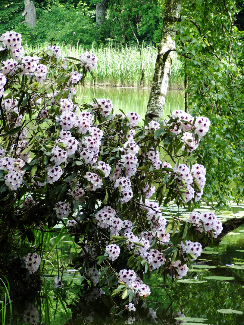 Rhododendron am See